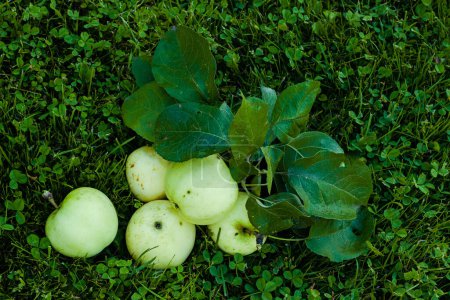Téléchargez les photos : Pommes mûres sur l'herbe. Récolte de pommes Papirovka aussi appelé pommes de papier tôt ou pommes de papier polonais. Fruits dans le jardin - en image libre de droit