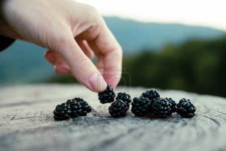 Téléchargez les photos : Blackberry a également appelé ronce sur la souche d'arbre avec des montagnes sur le fond. Fruits frais et mûrs de baies noires de près. Famale cueillette à la main ronce - en image libre de droit