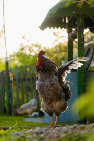 Gallo gallo canta en el corral durante la puesta del sol. Retrato de gallo doméstico en el jardín verde con bien en el fondo. Concepto de vida rural