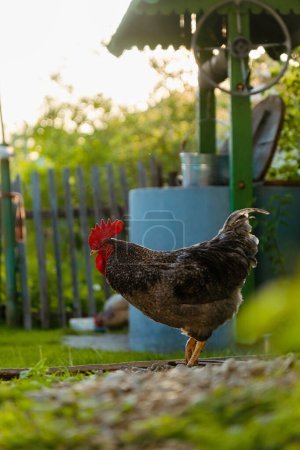 Rooster cock sings in the farmyard during the sunset. Domestic rooster portrait in the green garden with well on the background. Rural life concept