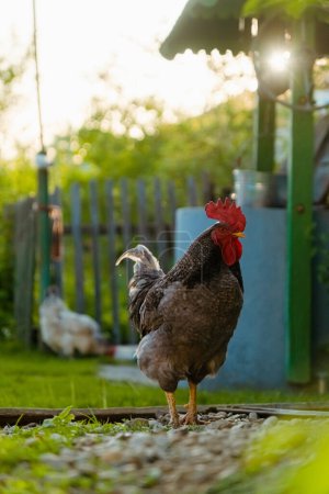 Gallo gallo canta en el corral durante la puesta del sol. Retrato de gallo doméstico en el jardín verde con bien en el fondo. Concepto de vida rural
