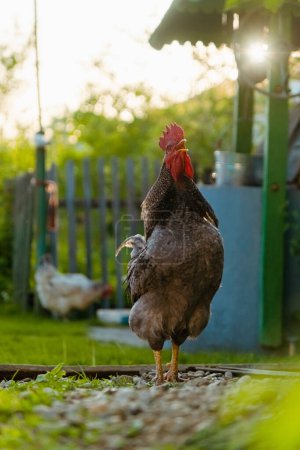 Foto de Gallo gallo canta en el corral durante la puesta del sol. Retrato de gallo doméstico en el jardín verde con bien en el fondo. Concepto de vida rural - Imagen libre de derechos