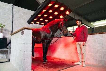 Ein Pferd steht mit einem Mann während einer Rehabilitationseinheit unter roten Infrarotlampen und konzentriert sich auf den Rücken des Tieres.