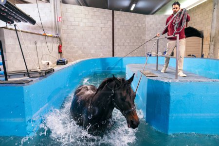 Ein Pferd nimmt aktiv an einer Hydrotherapie-Sitzung zur Rehabilitation mit einem Trainer teil, der die Übung überwacht.