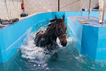 Ein Pferd schreitet während einer aktiven Hydrotherapie-Rehabilitation durch das Wasser.