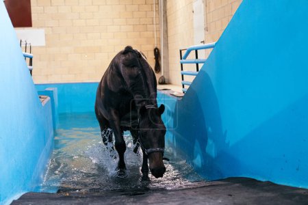 Pferd verlässt Hydrotherapie-Pool nach einer muskelstärkenden Rehabilitationseinheit in einem spezialisierten Pferdezentrum.