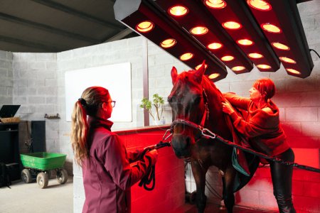 Horse receiving a heat treatment under infrared lamps at a rehabilitation center, assisted by a professional.