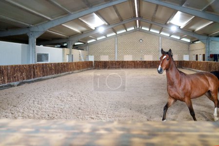 A bay horse stands alert in a spacious indoor equestrian arena, with a sandy floor and wooden barriers.