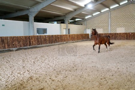 A beautiful bay horse enjoys the freedom of galloping in an indoor sandy arena of a stable, showcasing its grace and power.