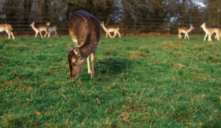Téléchargez les photos : Red deer grazing on the meadow in richmond park. - en image libre de droit