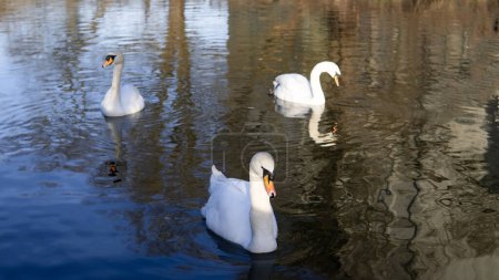 Photo for White swan swimming in the lake in town park. High quality 4k footage - Royalty Free Image