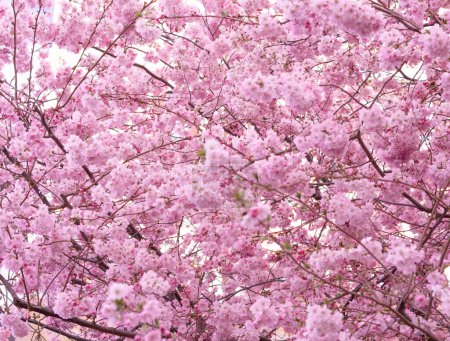 Photo for Close up of blooming tree background and wallpaper,springtime ,brunches of tree with blossom of flowers - Royalty Free Image