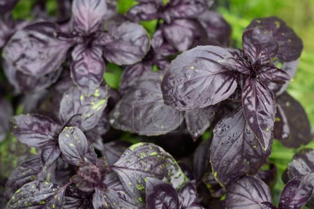 Purple basil growing in the garden close up. High quality photo