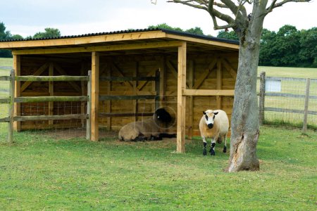 Photo for Sheep in stable on the farm copy space - Royalty Free Image