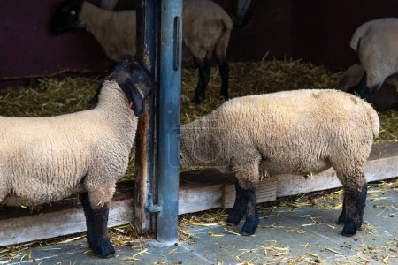 Photo for Sheep in stable on the farm. - Royalty Free Image