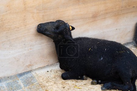 Photo for Sheep in stable on the farm. - Royalty Free Image