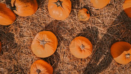 Photo for Orange pumpkins on the farm,pumkin season in autumn . High quality photo - Royalty Free Image
