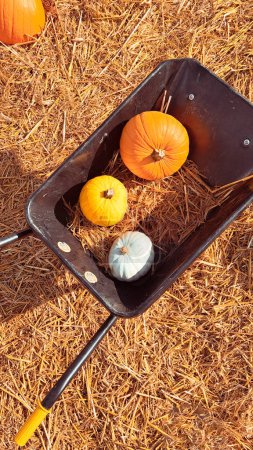Photo for Orange pumpkins on the farm,pumkin season in autumn . High quality photo - Royalty Free Image
