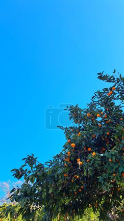 mandarin trees Georgia in sunny day.