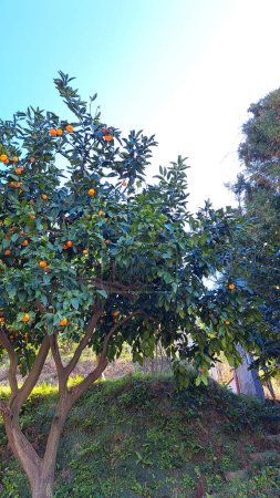 Mandarinenbäume Georgien bei sonnigem Tag.