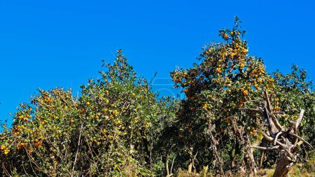 Mandarinenbäume Georgien bei sonnigem Tag.