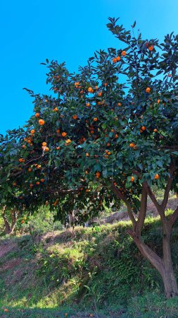mandariniers Géorgie dans la journée ensoleillée.