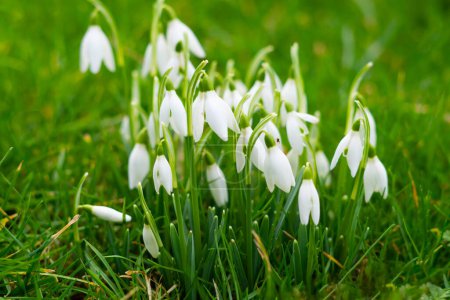 Photo for Snowdrops in green grass close up. - Royalty Free Image