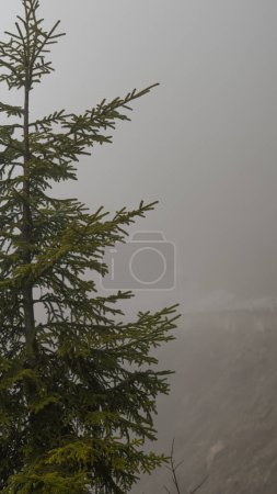 Majestic pine trees shrouded in dense fog create an atmospheric scene in the mountain forest.