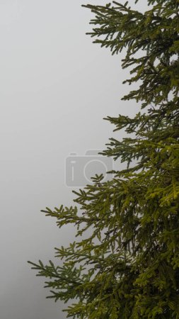 Majestätische Kiefern, die in dichten Nebel gehüllt sind, schaffen eine stimmungsvolle Kulisse im Bergwald.