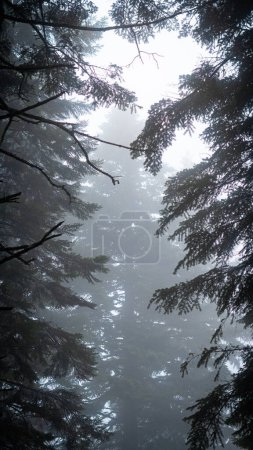 Majestuosos pinos envueltos en densa niebla crean una escena atmosférica en el bosque de montaña.