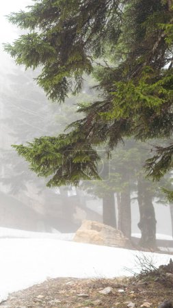 Majestätische Kiefern, die in dichten Nebel gehüllt sind, schaffen eine stimmungsvolle Kulisse im Bergwald.