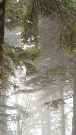 Majestic pine trees shrouded in dense fog create an atmospheric scene in the mountain forest.