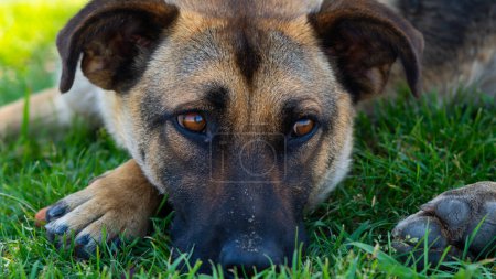 Large homeless dog with a sad expression. High quality photo