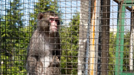 Un macaco tras las rejas en una jaula del zoológico, mirando al mundo con tristeza en sus ojos, encarnando la soledad