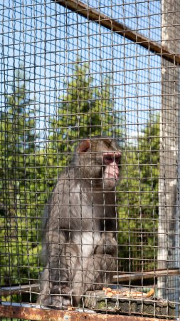 Ein Makak hinter Gittern in einem Zoo-Käfig, der die Welt mit Traurigkeit in den Augen betrachtet und Einsamkeit verkörpert