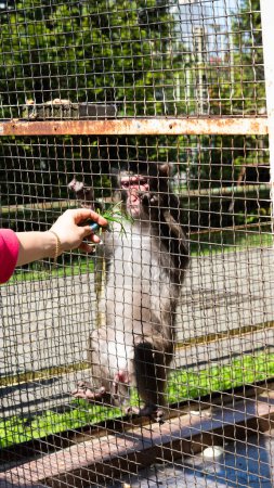 Un macaque dans une cage de zoo reçoit de la nourriture à travers les barres.