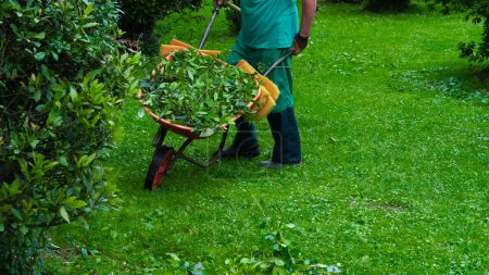 man in green suit collecting leaves in the garden, gardening.