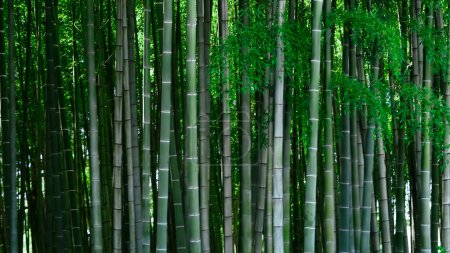 Tall, green bamboo trees swaying gently in the breeze, serene and lush