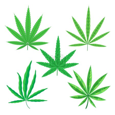 Téléchargez les photos : Feuilles de cannabis botaniques Illustration vectorielle. - en image libre de droit