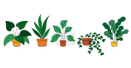Ilustración de Colección de plantas de interior dibujada a mano Ilustración vectorial - Imagen libre de derechos