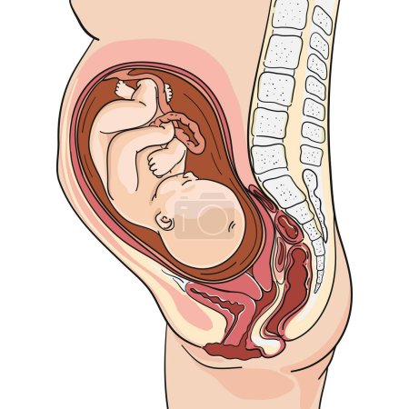 Hand drawn adorable fetus illustration Vector illustration