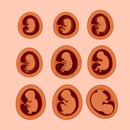 Ilustración de Juego de desarrollo fetal dibujado a mano Ilustración vectorial - Imagen libre de derechos