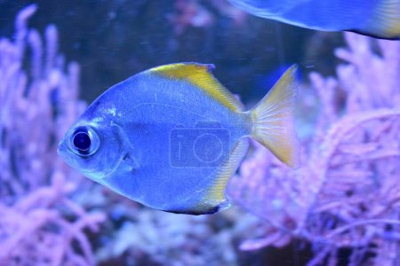 Photo for Monodactylidae is a family of perciform bony fish commonly referred to as monos, moonyfishes or fingerfishes. All are laterally compressed with disc-shaped bodies and tall anal and dorsal fins. - Royalty Free Image