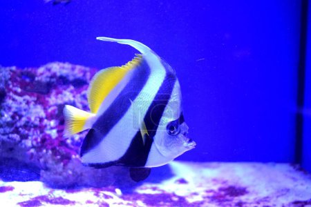 Photo for Heniochus is a genus of marine ray-finned fish, butterflyfishes from the family Chaetodontidae. - Royalty Free Image
