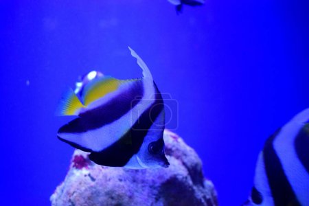 Photo for Heniochus is a genus of marine ray-finned fish, butterflyfishes from the family Chaetodontidae. - Royalty Free Image