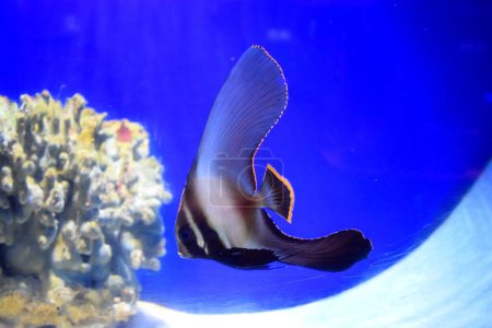 Platax Pinnatus, also known as the Pinnate Batfish, Dusky Batfish, Shaded Batfish, or Red-Faced Batfish, is a fish from the western Pacific that occasionally is kept in marine aquariums. 