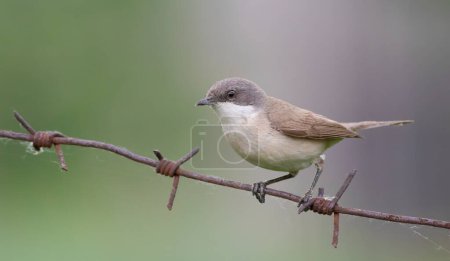 Photo for Lesser whitethroat, Sylvia curruca. A bird sits on a barbed wire on a blurry background - Royalty Free Image
