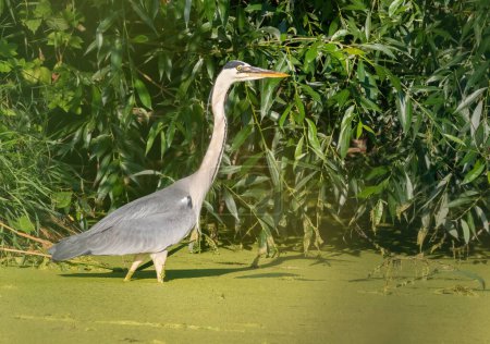 Photo for Grey heron, Ardea cinerea. A bird walks along the bank of a pond in search of prey - Royalty Free Image