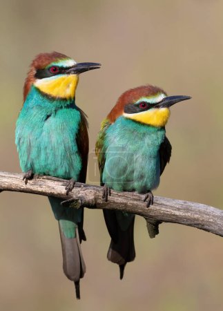 Photo for European bee-eater, Merops apiaster. Male and female sitting on a branch - Royalty Free Image