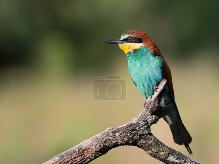 Photo for European bee-eater, Merops apiaster. In the early morning a beautiful bird sits on a dry branch - Royalty Free Image